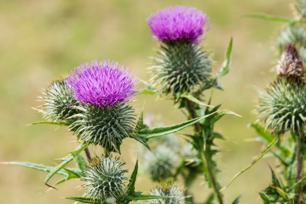 Milk Thistle คือ อะไร เหตุใดจึงเป็นสมุนไพรบำรุงตับชั้นยอดที่รู้จักไปทั่วโลก