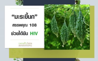 มะระขี้นก สรรพคุณ 108 ช่วยได้ยัน HIV