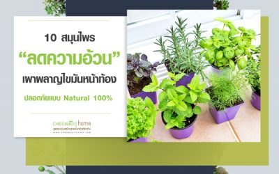 10 สมุนไพรลดความอ้วน เผาผลาญไขมันหน้าท้อง ปลอดภัยแบบ Natural 100%