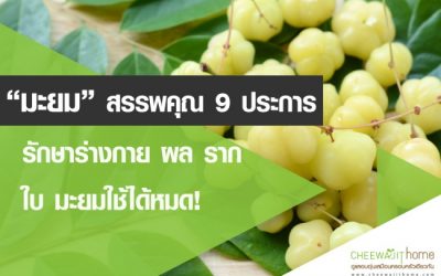 มะยม สรรพคุณ 9 อย่างรักษาร่างกาย ผล ราก ใบ มะยมใช้ได้หมด