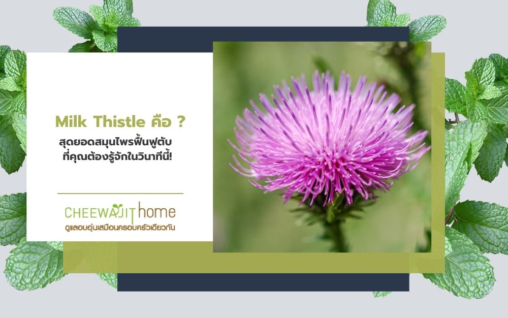 Milk Thistle คือ ? สุดยอดสมุนไพรฟื้นฟูตับ ที่คุณต้องรู้จักในวินาทีนี้!